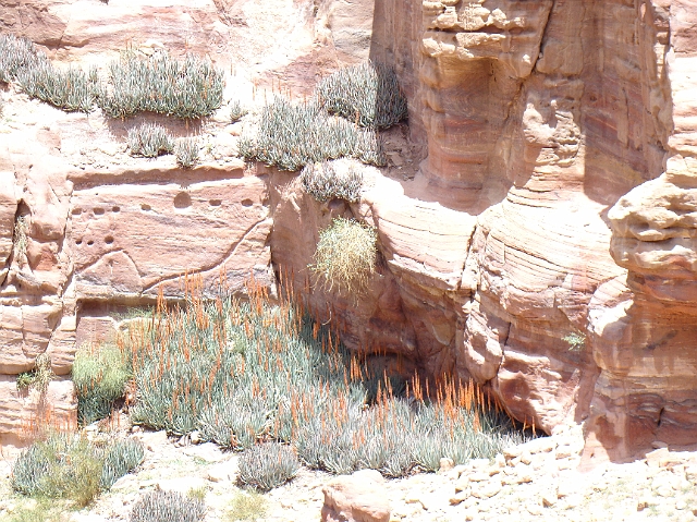 Petra (51).JPG